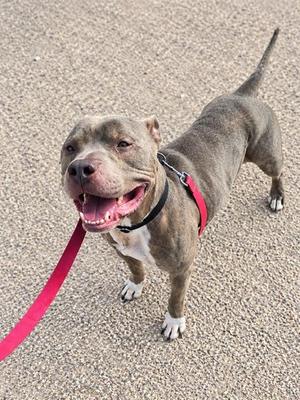 A brown dog with a red leash and collar, standing on a gravel surface, looking up with its mouth open and tongue out.