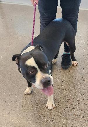 A black and white dog with a pink leash being held by a person wearing black pants and shoes.