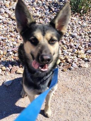 ACE, German Shepherd Dog Mix, adult, available for adoption