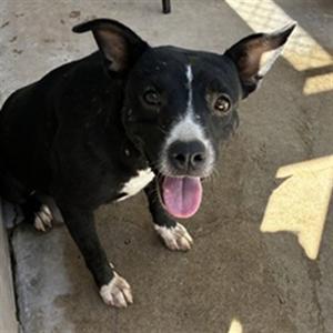 BONNIE, Labrador Retriever Mix, adult, available for adoption