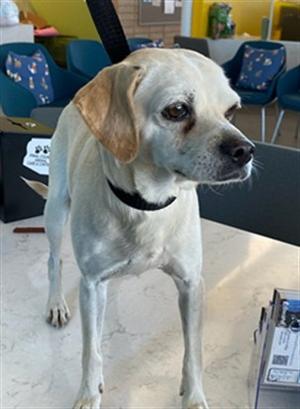 BARNEY, Beagle Mix, adult, available for adoption