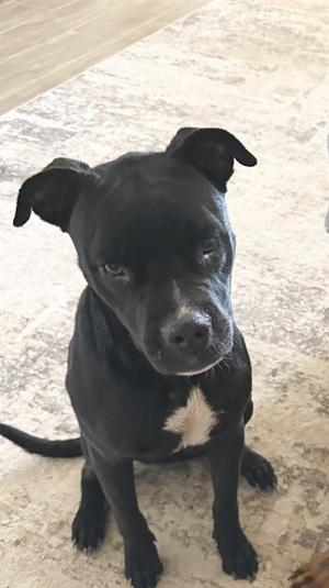 BLACKBERRY, American Staffordshire Terrier, young, available for adoption