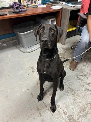 BIG DOG, Doberman Pinscher and Labrador Retriever, senior, available for adoption
