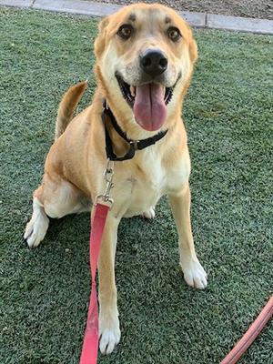 A happy dog sitting on grass, wearing a black collar and a red leash.