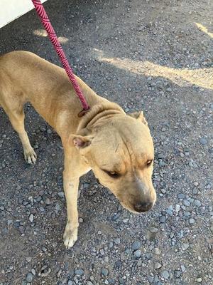 a brown dog on a red leash standing on a gravel surface