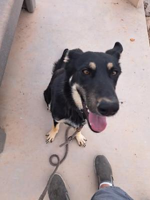 AIOLI, German Shepherd Dog, young, available for adoption