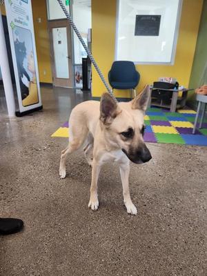 a light-colored dog standing on a carpeted floor in a room with colorful tiles and a rope leash attached to its collar