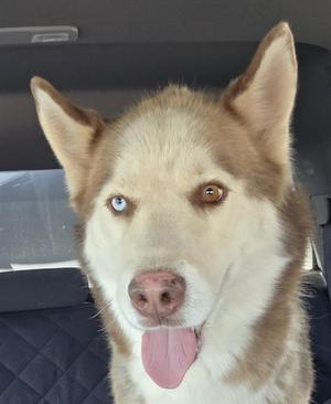 ALEX, Siberian Husky, adult, available for adoption