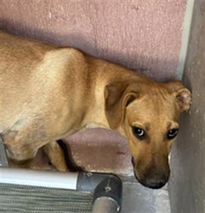BOWIE, Labrador Retriever Mix, young, available for adoption