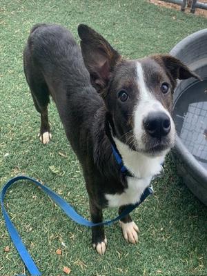 BLAZE, Labrador Retriever Mix, young, available for adoption