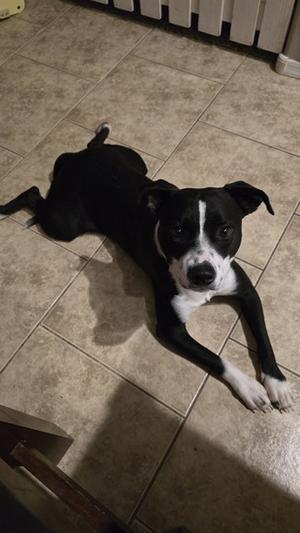 ALLEGRO, American Staffordshire Terrier Mix, young, available for adoption