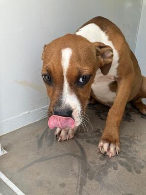AMIGO, American Staffordshire Terrier, young, available for adoption