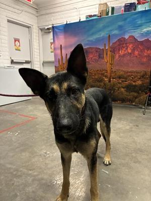 ARNIE, German Shepherd Dog, adult, available for adoption