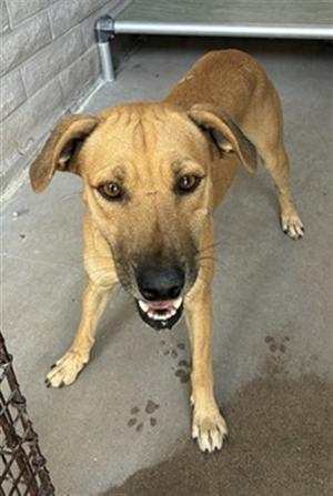 a brown dog standing on a concrete surface