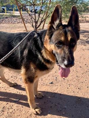 BLEU, German Shepherd Dog, senior, available for adoption