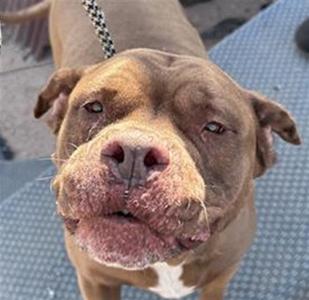 A close-up headshot of a brown pitbull dog with a white chest, looking directly at the camera with its mouth slightly open.