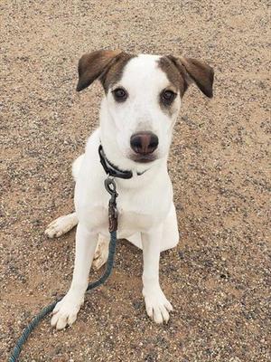 A white dog with brown ears and a black nose, wearing a black collar and leash, sitting on a gravel surface.