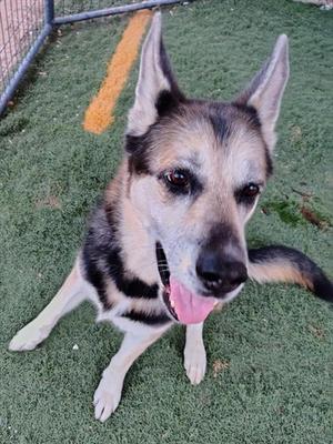 A German Shepherd dog sitting on green artificial turf with its tongue out, looking at the camera.
