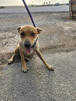 A brown dog with a purple leash sitting on a concrete surface, looking up with its tongue out.
