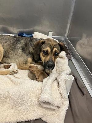 AMBER, German Shepherd Dog Mix, adult, available for adoption