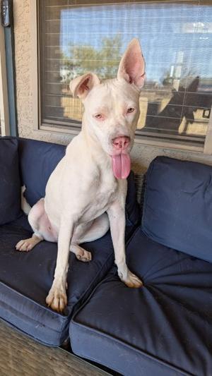 BLANCA, American Staffordshire Terrier Mix, adult, available for adoption
