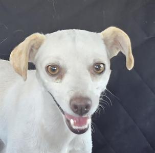 BEO, Chihuahua - Smooth Coated, young, available for adoption