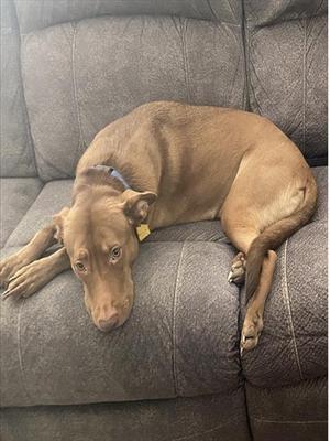 A brown dog lying on a gray couch