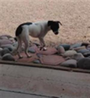 a black and white dog standing on a rock path