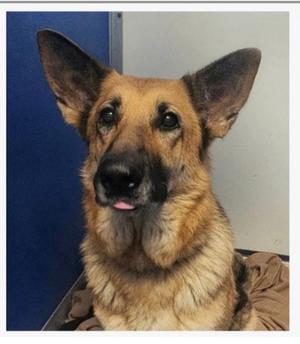 Candy, Shepherd, young, available for adoption