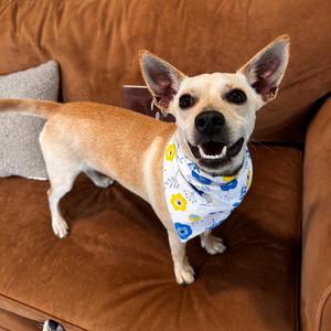 Bella, Chihuahua, young, available for adoption