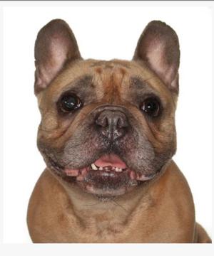 Fiona, French Bulldog, young, available for adoption