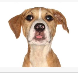 Louis, Labrador Retriever, puppy, available for adoption