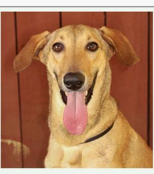 Leo, Italian Greyhound, young, available for adoption