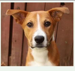 Laudie, Labrador Retriever, young, available for adoption