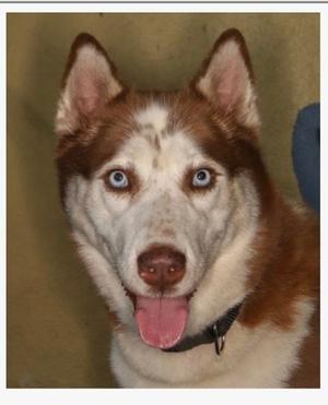 Harriet, Husky, young, available for adoption
