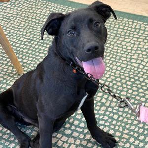 Asher, Labrador Retriever, young, available for adoption