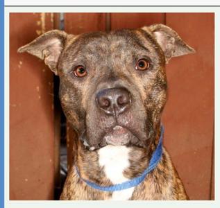Jamison, Mastiff, young, available for adoption