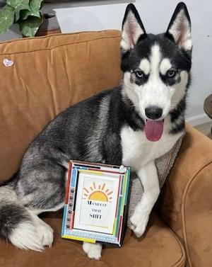 Riley, Husky, young, available for adoption