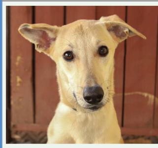 Daisy, Italian Greyhound, young, available for adoption