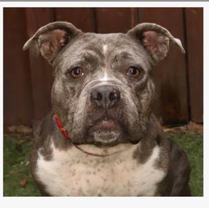 Rosie, English Bulldog / American Bulldog, young, available for adoption