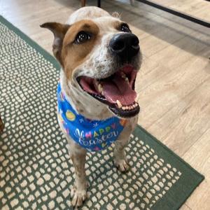 Elfie, Cattle Dog, young, available for adoption