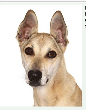 Buddy, Greyhound / Shepherd, young, available for adoption