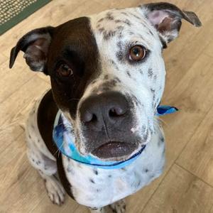 Inky, Pointer / American Bulldog, young, available for adoption