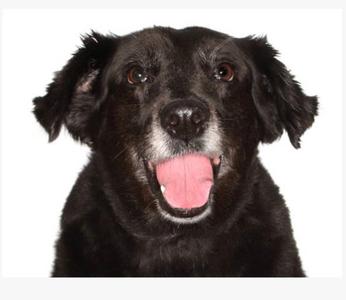 Katrina, Border Collie, adult, available for adoption