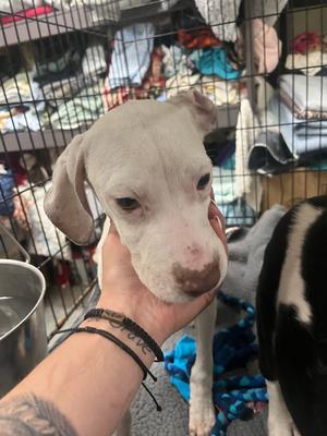 Aramis, Mixed Breed, young, available for adoption