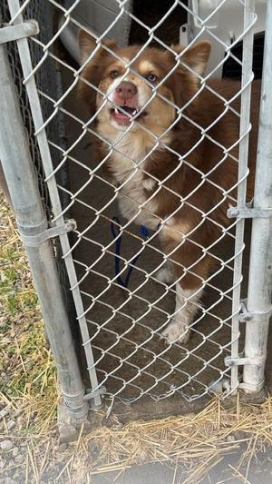 Carmel, Husky, adult, available for adoption