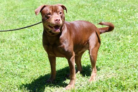 Chocola, Mixed Breed, adult, available for adoption