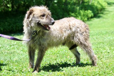Athos (Sunny), Mixed Breed, adult, available for adoption