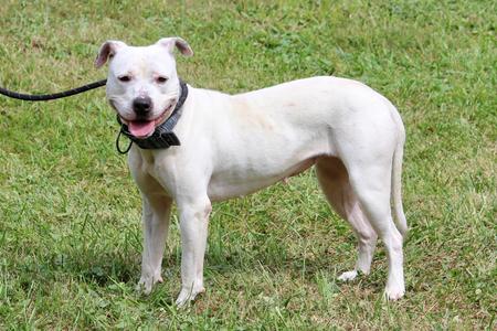 Athena, Mixed Breed, adult, available for adoption