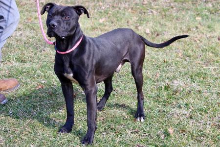 Blazer, Mixed Breed, adult, available for adoption